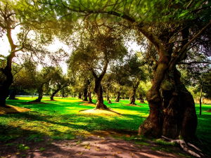 Bosque el Olivar