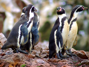 Pingüino de Humboldt