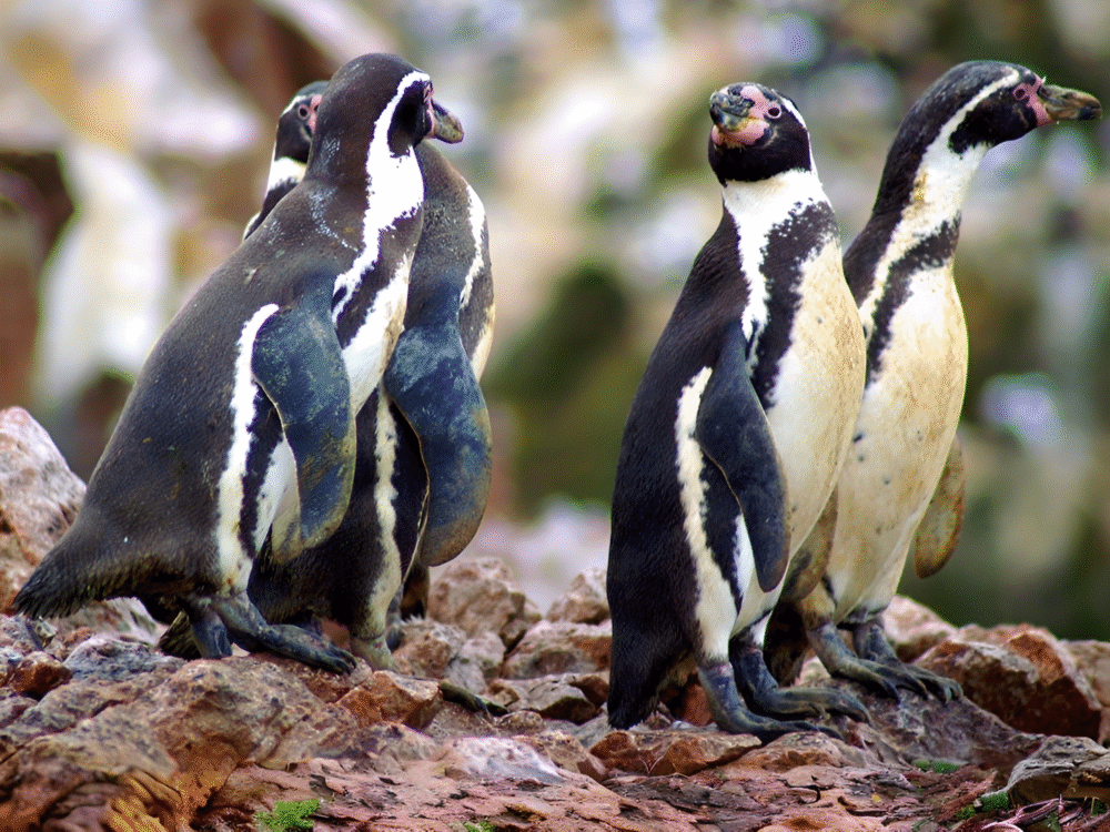 Pingüino de Humboldt