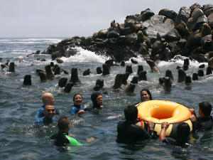 Islas Palomino Nadando con lobos marinos