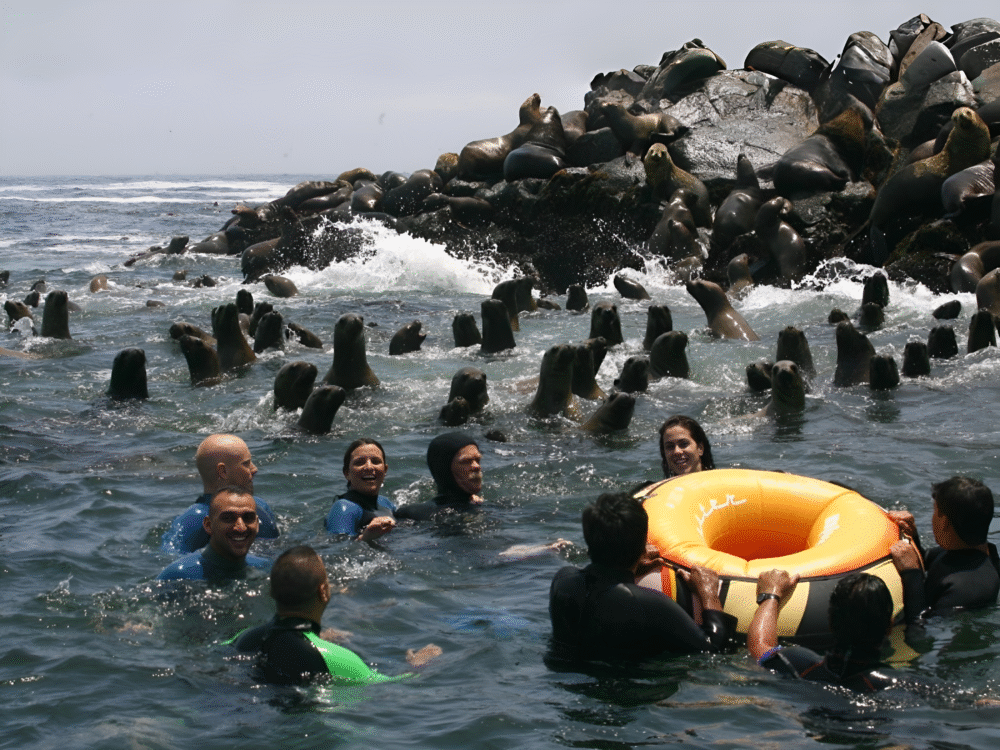 Islas Palomino Nadando con lobos marinos