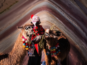 Alimentando Llamas en Montaña Vinicunca