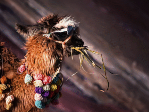 Llama Fashion Montaña Vinicunca